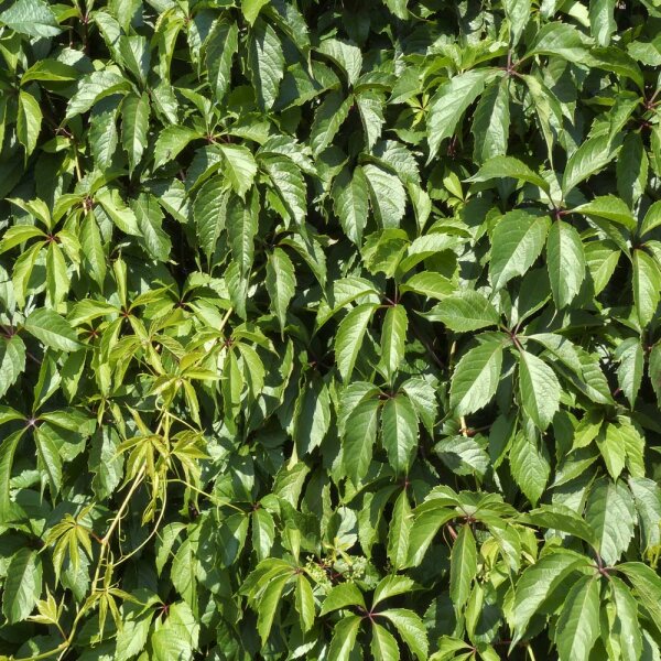 Wilder Wein 150-175cm