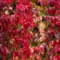 Wilder Wein 150-175cm