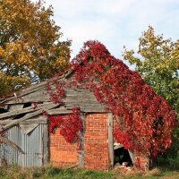 Wilder Wein 150-175cm