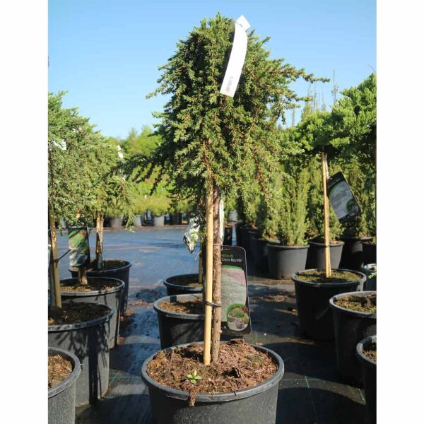 Green Mantle Wacholder Stammhöhe 40cm im Co