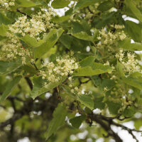 Feuer-Ahorn 150-200cm Heister am Ballen