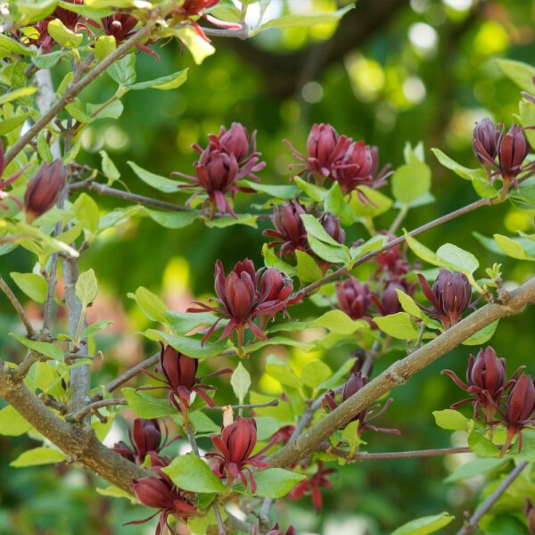 Echter Gewrzstrauch  Calycanthus floridus | Duft & Winterhrte - Ga,  49,90