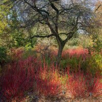 Rotholz-Hartriegel 100-125cm