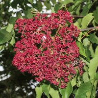 Tausendblütenstrauch - Bienenbaum 100-125cm am Ballen