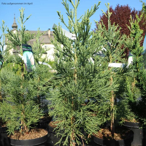 Blauer Mammutbaum 50-60cm im 10l Topf