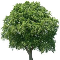 Rotbuche Hochstamm | 12-14cm Stammumfang