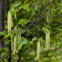 Hopfenbuche Hochstamm | 14-16cm Stammumfang am Ballen