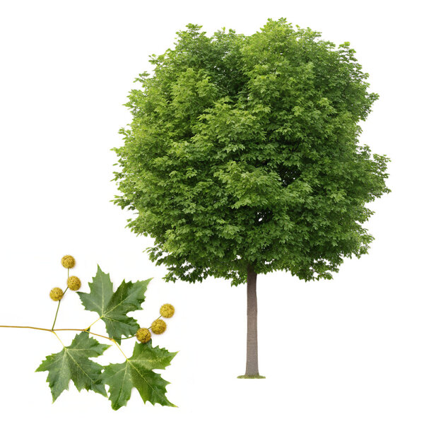 Kugel-Platane Alphens Globe Hochstamm 10/12 am Ballen