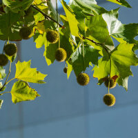 Kugel-Platane Alphens Globe Hochstamm 14/16 am Ballen