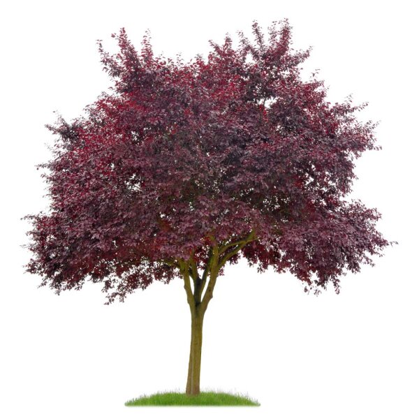 Blut-Pflaume Hochstamm | 14-16cm Stammumfang