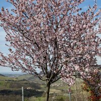 Blut-Pflaume Hochstamm | 14-16cm Stammumfang