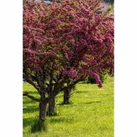 Rot-Dorn Pauls Scarlet Hochstamm | Stammumfang 14-16cm