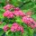 Rot-Dorn Pauls Scarlet Hochstamm | Stammumfang 14-16cm