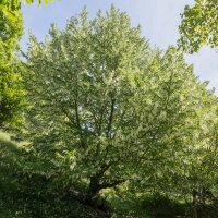 Taschentuchbaum 80-100cm im Topf