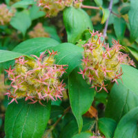 Kolkwitzie 100-125cm am Ballen