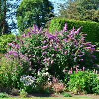 Schmetterlingsstrauch Bicolor C2