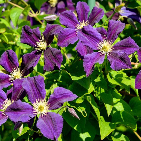 Clematis Star of India 60cm+ im C2
