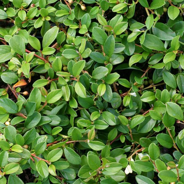 Zwergmispel P0,5 12 Stück