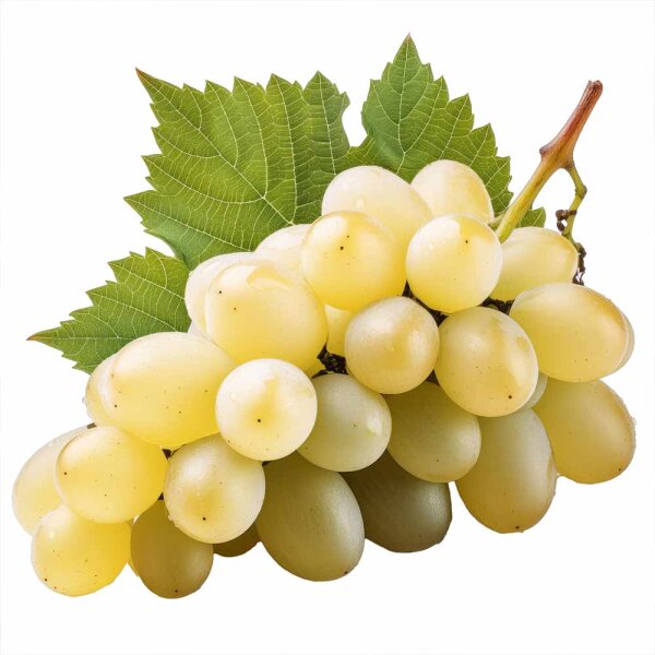 Weinrebe weiß Perle von Zala 60-80cm