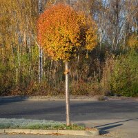 Kugel-Steppen-Kirsche Globosa Hochstamm| Stammumfang...