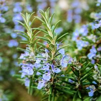 Rosmarin Miss Jessopps Upright P1