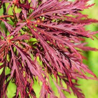 Roter Schlitzahorn Inaba-shidare 80-100cm im C9