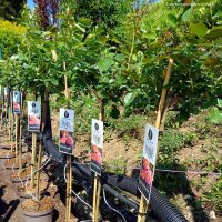 Stammrose Marie Curie® | Stamm 90cm