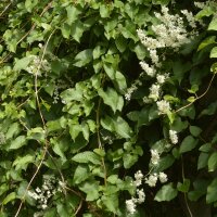 Schling-Knöterich 150-175-cm