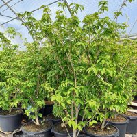 Japanischer Blumen-Hartriegel Teutonia 175+cm C48