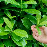 Kirschlorbeer Novita 175-200cm im 20l Topf | B-Ware