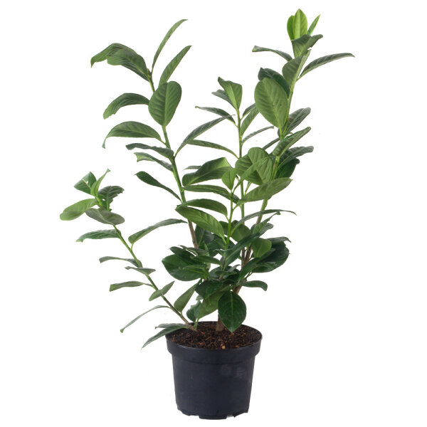 Kirschlorbeer Novita 60-70cm im 3l Topf