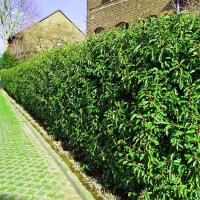 Portugiesischer Lorbeer Angustifolia 60-70cm im 3l Topf