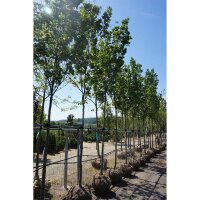 Säulen-TulpenbaumFastigiatum Hochstamm | Stammumfang...