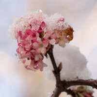 Winter-Duftschneeball 150-175cm am Ballen