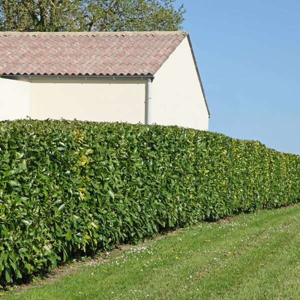 Kirschlorbeer Caucasica 250-275cm am Ballen