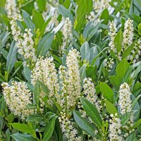 Kirschlorbeer Antonius® 125-150cm im 15l Topf