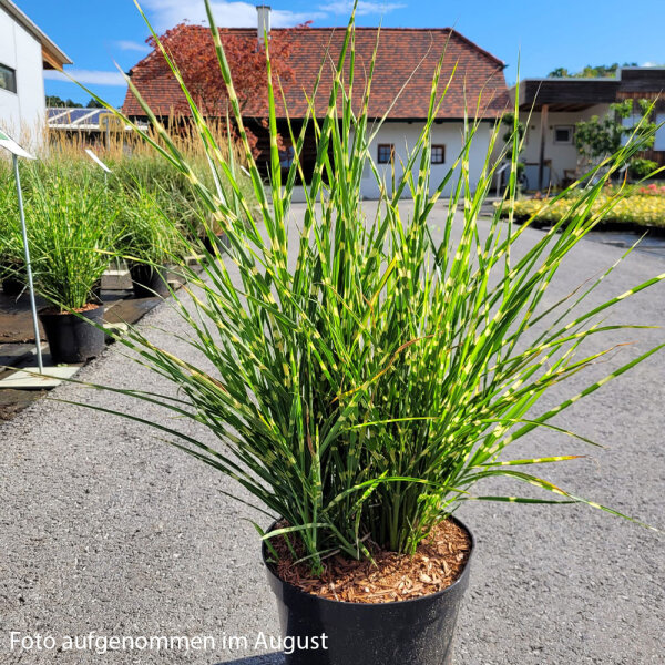 Gestreiftes Zebra-China Schilf Strictus 60-80cm