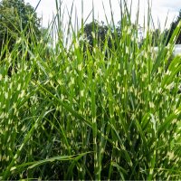 Gestreiftes Zebra-China Schilf Strictus 60-80cm