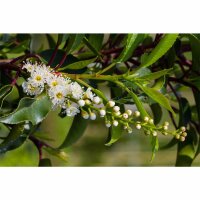 Portugiesischer Lorbeer Brenelia 225-250cm im 43l Topf