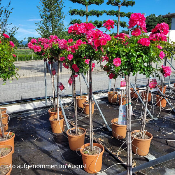 Stammrose Heidetraum Stammhöhe 80cm