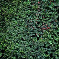 Hecken-Eibe Hicksii 175-200cm am Ballen