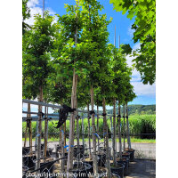 Portugiesischer Kirschlorbeer Tico – Hochstamm