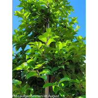 Portugiesischer Kirschlorbeer Tico – Hochstamm