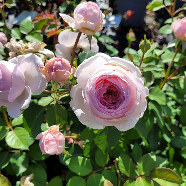 Edelrose ‘Olivia Rose Austin’