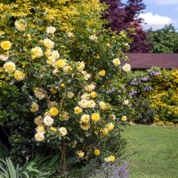Strauchrose ‘Lichtkönigin Lucia’