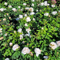 Englische Rose  Ausgreen’s Winner