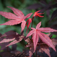 Rotblättriger Fächerahorn Atropurpureum 100-125cm im C15