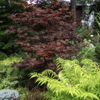 Fächer-Ahorn Bloodgood 200-225cm im C65