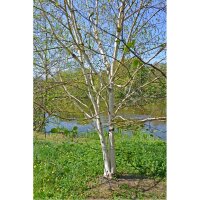 Himalaya- Birke 125-150cm mehrstämmig