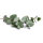 Eukalyptus Azura Hochstamm STU 8-10cm ( bis -20 °C winterhart )